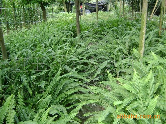 供應四季常綠綠化苗木腎蕨-溫江花農(nóng)花木