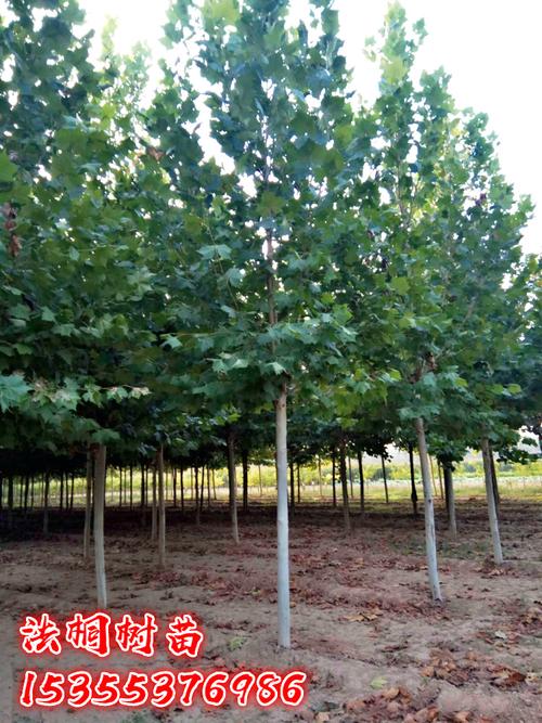 法國(guó)梧桐樹(shù)樹(shù)苗大樹(shù)庭院風(fēng)景樹(shù)行道園林綠化苗木南方種植青桐法桐