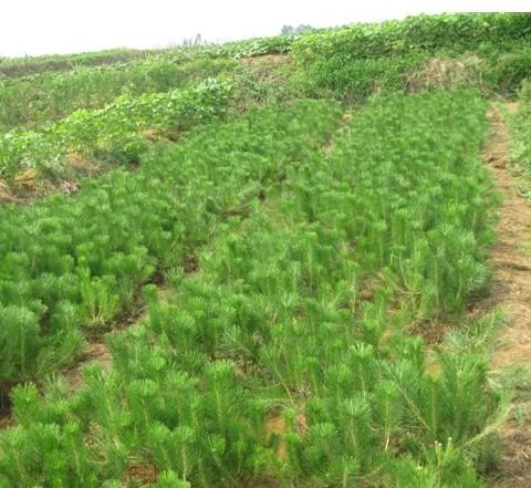 29產(chǎn)品圖片-山西駿達苗木基地