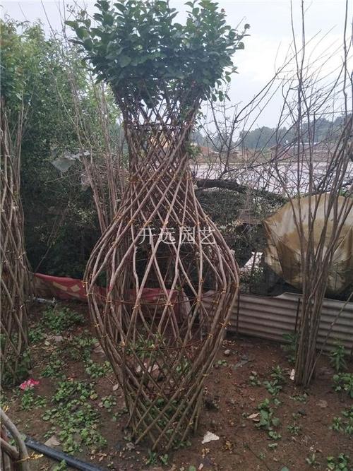 綠化工程苗木紫薇花瓶紫薇造型樹(shù)紫薇盆景