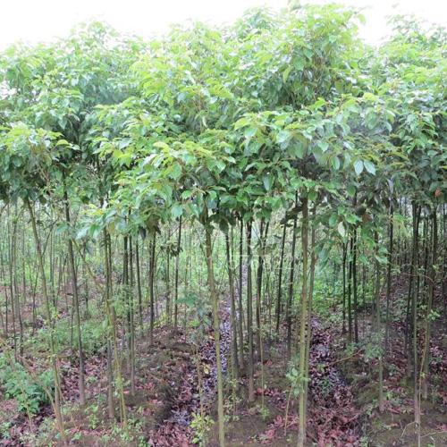 苗木供應園林植物產(chǎn)地