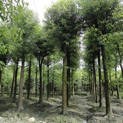 香樟樹[價(jià)格面議] 重慶苗木銷售-北碚區(qū)鴻鋒琳花木園藝場(chǎng)