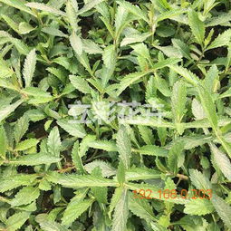 立彩 粉黛亂子草供應商 虞美人批發(fā)商 山東馬鞭草, 立彩 粉黛亂子草供應商 虞美人批發(fā)商 山東馬鞭草生產(chǎn)廠家