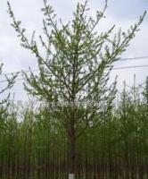 銀杏鄉(xiāng)林業(yè)站,銀杏苗木,銀杏樹,銀杏,銀杏果,喬木[供應]_綠化苗木