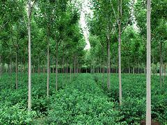 速生白蠟專業(yè)供應商 速生白蠟種植-山東淄博增盛苗木中心提供速生白蠟專業(yè)供應商 速生白蠟種植的相關(guān)介紹、產(chǎn)品、服務、圖片、價格速生白蠟、山東扶芳藤球、扶芳藤球種植、山東白皮松、山東西府海棠、山東速生白蠟、