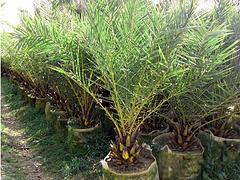 廣州中東銀海棗|供應海南搶手的中東銀海棗-海南桂芝源實業(yè)有限公司提供廣州中東銀海棗|供應海南搶手的中東銀海棗的相關(guān)介紹、產(chǎn)品、服務、圖片、價格檸檬苗、海南苗木、海南果苗、海南種苗、熱帶苗木、海南桂芝源、