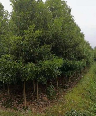 楨金楠苗木簡介 楨金楠產(chǎn)品規(guī)格