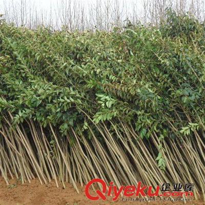 綠化工程苗木 大葉女貞樹苗 綠化小苗高桿女貞苗學(xué)校工廠單位綠化-灌南縣大平原花木專業(yè)合作社提供綠化工程苗木 大葉女貞樹苗 綠化小苗高桿女貞苗學(xué)校工廠單位綠化的相關(guān)介紹、產(chǎn)品、服務(wù)、圖片、價(jià)格灌南縣大平原花木專業(yè)合作社、大葉女貞;國槐;欒樹;紅葉石楠;金森女貞;無刺構(gòu)骨;竹柳;紫薇;紫葉李;鮮切花;蜀檜