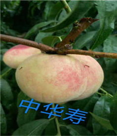 新聞 菏澤中蟠12號桃苗 報(bào)價(jià)