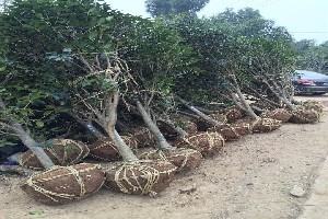 肥西園林綠化苗木產(chǎn)地,肥西園林