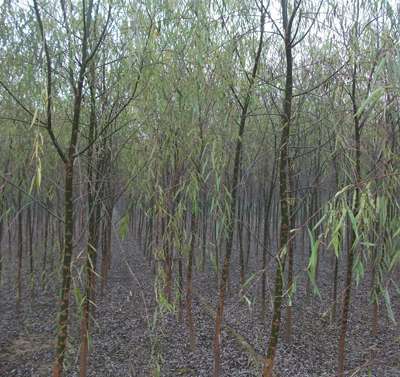 【出售垂柳*】圖片,海量精選高清圖片庫(kù)_保定綠源苗木-中國(guó)網(wǎng)庫(kù)