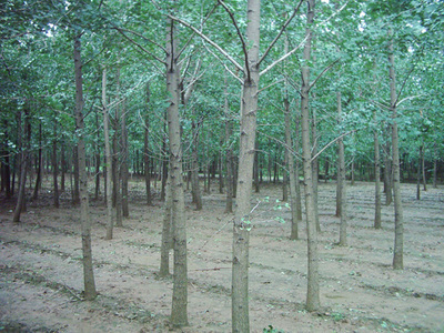 銀杏-蘇北鑫鑫銀杏苗木基地(產(chǎn)品圖片)-產(chǎn)品庫(kù)-中國(guó)花木網(wǎng)