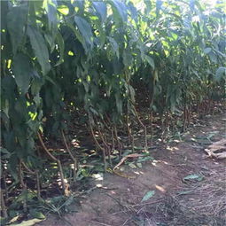 新聞 邯鄲桃樹苗供應(yīng) 苗木廠家