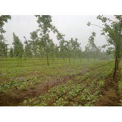 天潤(rùn)銀杏,綠化工程苗木變更,工程苗木