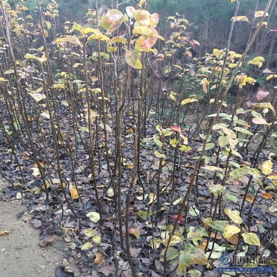 【水晶梨苗廠家價格早酥紅梨苗良種】泰安高新區旺運苗木中心 - 產品庫