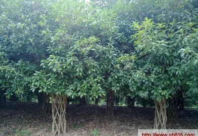 【大量桂花樹直徑15公分,價格優(yōu)惠!】價格_廠家_圖片 -