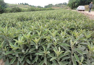 批發(fā)供應優(yōu)質(zhì)大五星枇杷苗.早鐘6號批杷苗價格 廠家 圖片