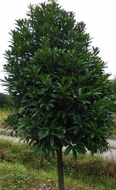 【【海口苗圃】綠化苗菱角三環 道路綠化苗木綠化苗木基地】價格_廠家_圖片