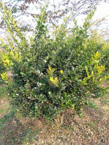 精品香樟 欒樹 金森女貞球推薦 公司相冊 天長市榮沁苗木種植專業合作社