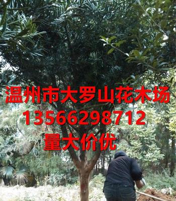 浙江地區苗木羅漢松,精品羅漢松,胸徑2-11公分(圖)