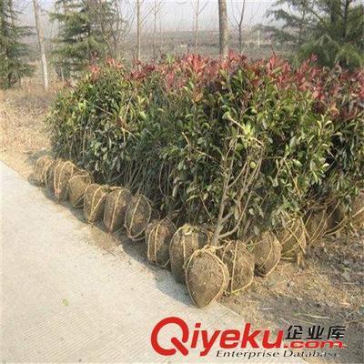 苗圃特價大量供應綠化小苗 紅葉石楠 50-80高1.1元 量大從優-沭陽國祥苗木園藝場提供苗圃特價大量供應綠化小苗 紅葉石楠 50-80高1.1元 量大從優的相關介紹、產品、服務、圖片、價格沭陽國祥苗木園藝場、綠化苗木;食用果樹;月季花卉;室內盆栽;綠化種子