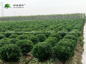 綠化專(zhuān)用的苗木有哪些來(lái)源