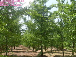 優(yōu)質(zhì)白蠟苗木 優(yōu)質(zhì)白蠟苗木 黃河苗木優(yōu)質(zhì)白蠟苗木
