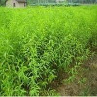 桃苗 桃樹(shù)實(shí)生苗 桃樹(shù)嫁接苗 占地大桃樹(shù) 桃苗價(jià)格[現(xiàn)貨供應(yīng)]_綠化苗木_世界工廠(chǎng)網(wǎng)中國(guó)產(chǎn)品信息庫(kù)