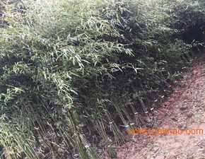 南天竹種植基地 山東青州綠化南天竹 潤(rùn)澤竹子園藝,南天竹種植基地 山東青州綠化南天竹 潤(rùn)澤竹子園藝生產(chǎn)廠(chǎng)家,南天竹種植基地 山東青州綠化南天竹 潤(rùn)澤竹子園藝價(jià)格