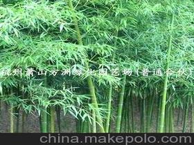 園林剛竹供應(yīng)商,價(jià)格,園林剛竹批發(fā)市場(chǎng) 