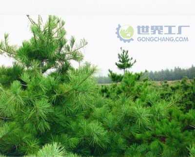 主營產(chǎn)品_西安市綠地白皮松苗木繁育基地