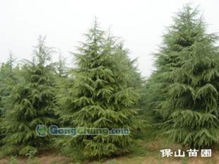 供應雪松質(zhì)量好,價格合理,選購就在保山苗木基地!_紡織皮革_世界工廠網(wǎng)中國產(chǎn)品信息庫