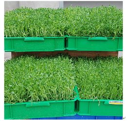 中農(nóng)藍天有機芽苗菜產(chǎn)品 中農(nóng)藍天有機芽苗菜產(chǎn)品圖片 中農(nóng)藍天有機芽苗菜怎么樣 最新中農(nóng)藍天有機芽苗菜產(chǎn)品展示