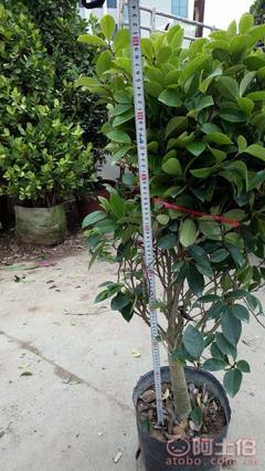 【球形含笑袋苗銷售、基地直銷、農(nóng)戶種植】綠化苗木,價格,廠家,供應商,花木,龍海市東泗興輝園藝場 - 產(chǎn)品庫