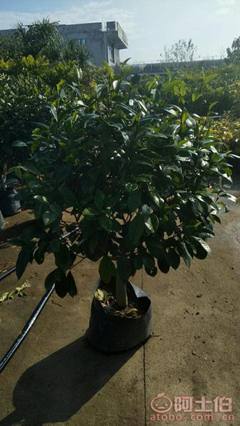 【球形含笑袋苗銷售、基地直銷、農(nóng)戶種植】綠化苗木,價格,廠家,供應商,花木,龍海市東泗興輝園藝場 - 產(chǎn)品庫