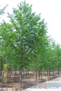 小區綠化苗木,山東綠化苗木,櫻花 梧桐等綠化苗木,