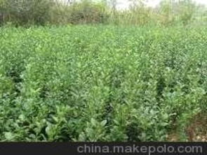 河北苗木供應(yīng)商,價格,河北苗木批發(fā)市場 