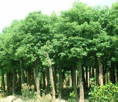 湖南寧鄉(xiāng)張氏苗木場供應(yīng):大葉女貞,杜英,杜仲,楓香,枸骨,廣玉蘭,桂花,合歡,紅果冬青,欒樹 - 中國花木資訊網(wǎng)