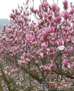 批發(fā)綠化苗木(圖)價格_批發(fā)綠化苗木(圖)廠家_世界工廠網(wǎng)產(chǎn)品信息庫