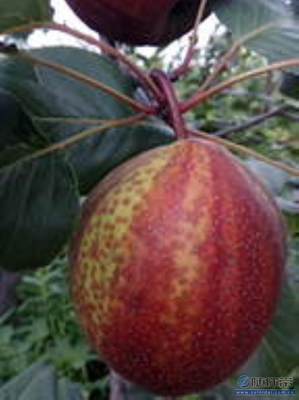 【秋月梨苗夏天生長廠家供應(yīng)新梨七號梨苗誠心出售】泰安高新區(qū)旺運苗木中心 - 產(chǎn)品庫