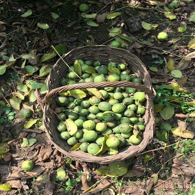 【晉香核桃苗新品種,晉龍核桃苗銷售廠家】泰安高新區(qū)旺運苗木中心 - 產(chǎn)品庫