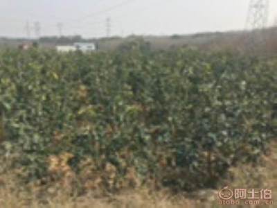 【香泡柚子苗木大量供應(yīng)、價格便宜】綠化苗木,價格,廠家,供應(yīng)商,花木,龍海市東泗興輝園藝場 - 產(chǎn)品庫