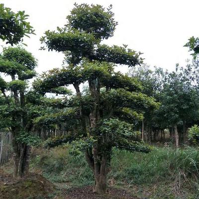 【君威苗圃】供應(yīng)欏木石楠造型樹樁 盆景欏木石楠樹 園林綠化苗木 量大價優(yōu)圖片_高清圖_細節(jié)圖-長沙市雨花區(qū)君威苗圃