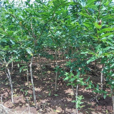 【高桿山楂苗畝產品種全的 山楂苗基地廠家供貨】泰安高新區旺運苗木中心 - 產品庫