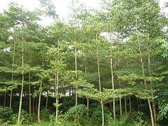 非常好的海南苗木出售,海口苗木圖片|非常好的海南苗木出售,?？诿缒井a品圖片由海南桂芝源實業公司生產提供-