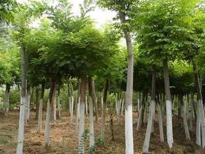 山東優質速生國槐供應商:速生國槐苗價格-山東省萊蕪市田生苗木專業合作社提供山東優質速生國槐供應商:速生國槐苗價格的相關介紹、產品、服務、圖片、價格12公分速生法桐樹、泰安櫻花樹小苗、速生法桐樹基地、雪松小苗價格、龍柱碧桃苗批發、山東造型國槐樹、