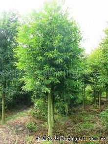 沭陽(yáng)縣三旗綠化苗木場(chǎng)