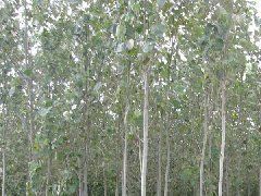 供應(yīng)毛白楊 自產(chǎn)苗木 價(jià)格最低_農(nóng)副產(chǎn)品_世界工廠網(wǎng)