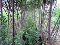 找山東郯城昌育銀杏苗圃的白臘苗木價格、圖片、詳情,上一比多_一比多產品庫