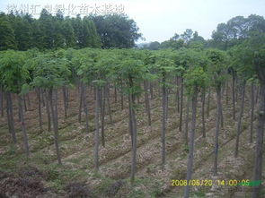 合歡 合歡供應(yīng) 濱州匯泉綠化苗木基地